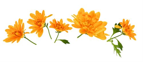 Orange Flowers.